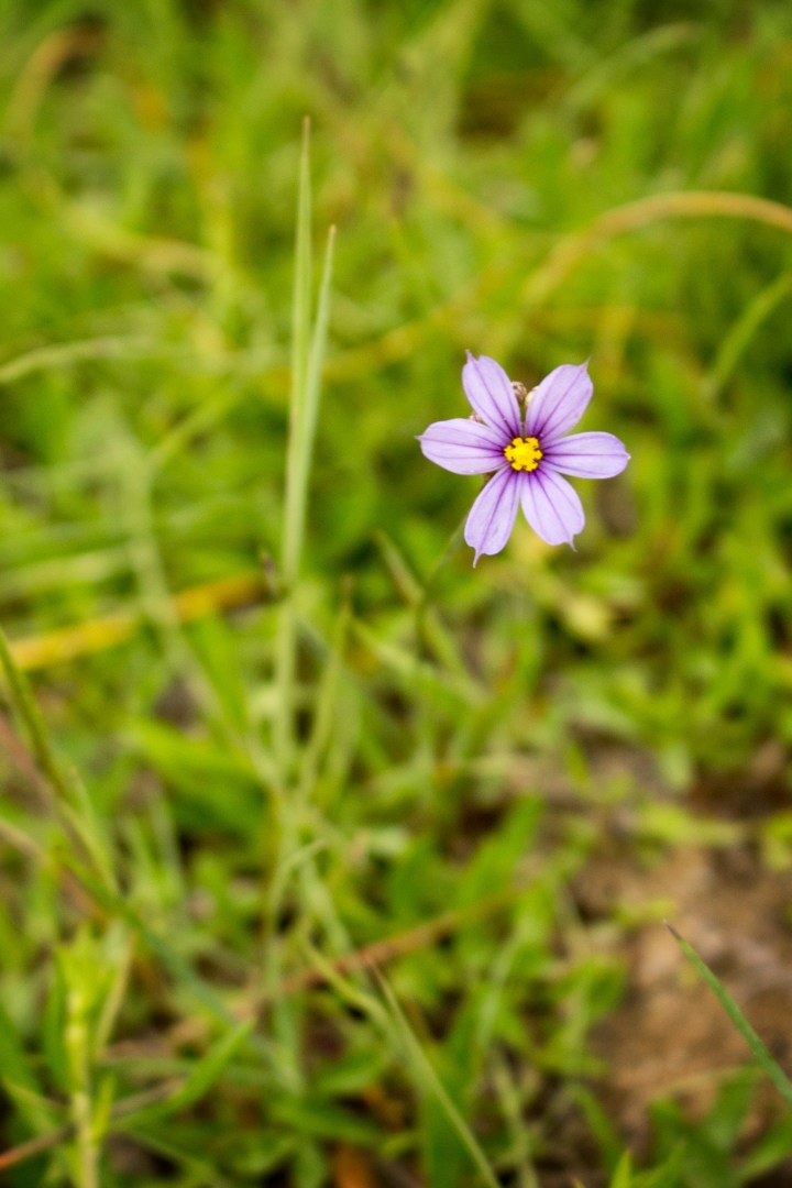 With Flowers In My&nbsp;Hair